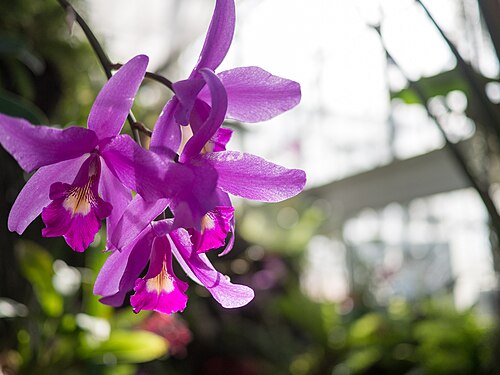 Krohn Conservatory, Cincinnati, Ohio — 500px provided description: OLYMPUS DIGITAL CAMERA []