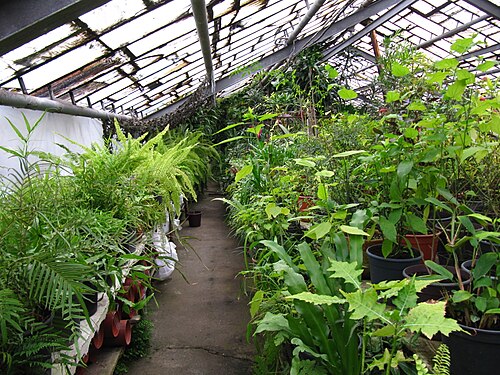 ウクライナ国立科学アカデミー クルィヴィーイ・リーフ植物園のオランジェリー(Orangereia KBS), クルィヴィーイ・リーフ、ドニプロペトロウシク州 — ウクライナ国立科学アカデミー クルィヴィーイ・リーフ植物園のオランジェリー(Orangereia KBS) — 3枚目