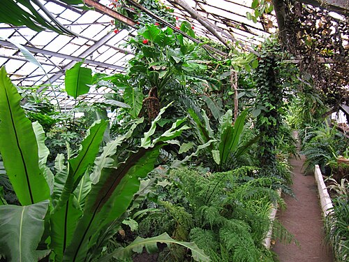 ウクライナ国立科学アカデミー クルィヴィーイ・リーフ植物園のオランジェリー(Orangereia KBS), クルィヴィーイ・リーフ、ドニプロペトロウシク州 — ウクライナ国立科学アカデミー クルィヴィーイ・リーフ植物園のオランジェリー(Orangereia KBS) — 2枚目