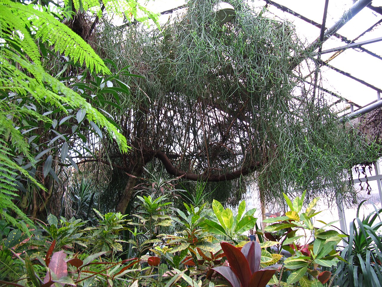 ウクライナ国立科学アカデミー クルィヴィーイ・リーフ植物園のオランジェリー(Orangereia KBS), クルィヴィーイ・リーフ、ドニプロペトロウシク州 — ウクライナ国立科学アカデミー クルィヴィーイ・リーフ植物園のオランジェリー(Orangereia KBS) — 5枚目
