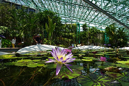 Atriumgewächshaus der Lotus Hall, Mizunomori Water Botanical Garden (草津市立水生植物公園みずの森 ロータス館), Kusatsu, Präfektur Shiga — Mizunomori Water Botanical Garden in Kusatsu Shiga prefecture , Japan