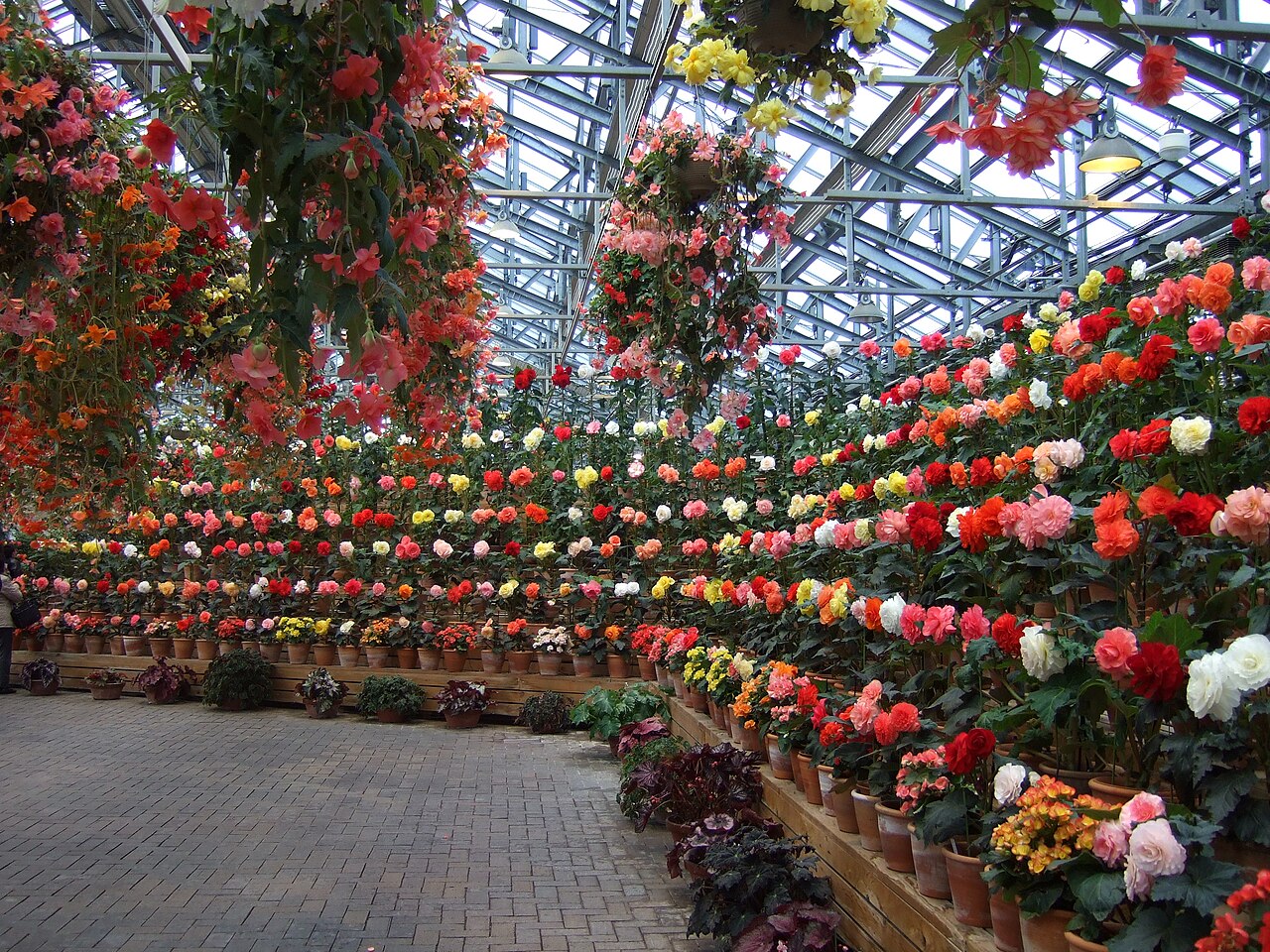 Begoniengarten, Nabana no Sato (なばなの里 ベゴニアガーデン), Nagashima, Kuwana, Präfektur Mie — Begoniengarten, Nabana no Sato — Ansicht 1