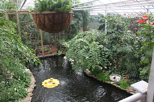Berkenhof Tropical Zoo (Gewächshäuser des Schmetterlingsgartens), Kwadendamme (Langeweegje), Zeeland — Berkenhof Tropical Zoo — Ansicht 3