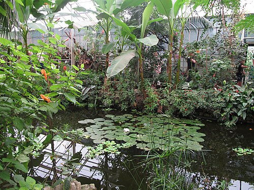 Berkenhof Tropical Zoo (Gewächshäuser des Schmetterlingsgartens), Kwadendamme (Langeweegje), Zeeland — Berkenhof Tropical Zoo — Ansicht 4