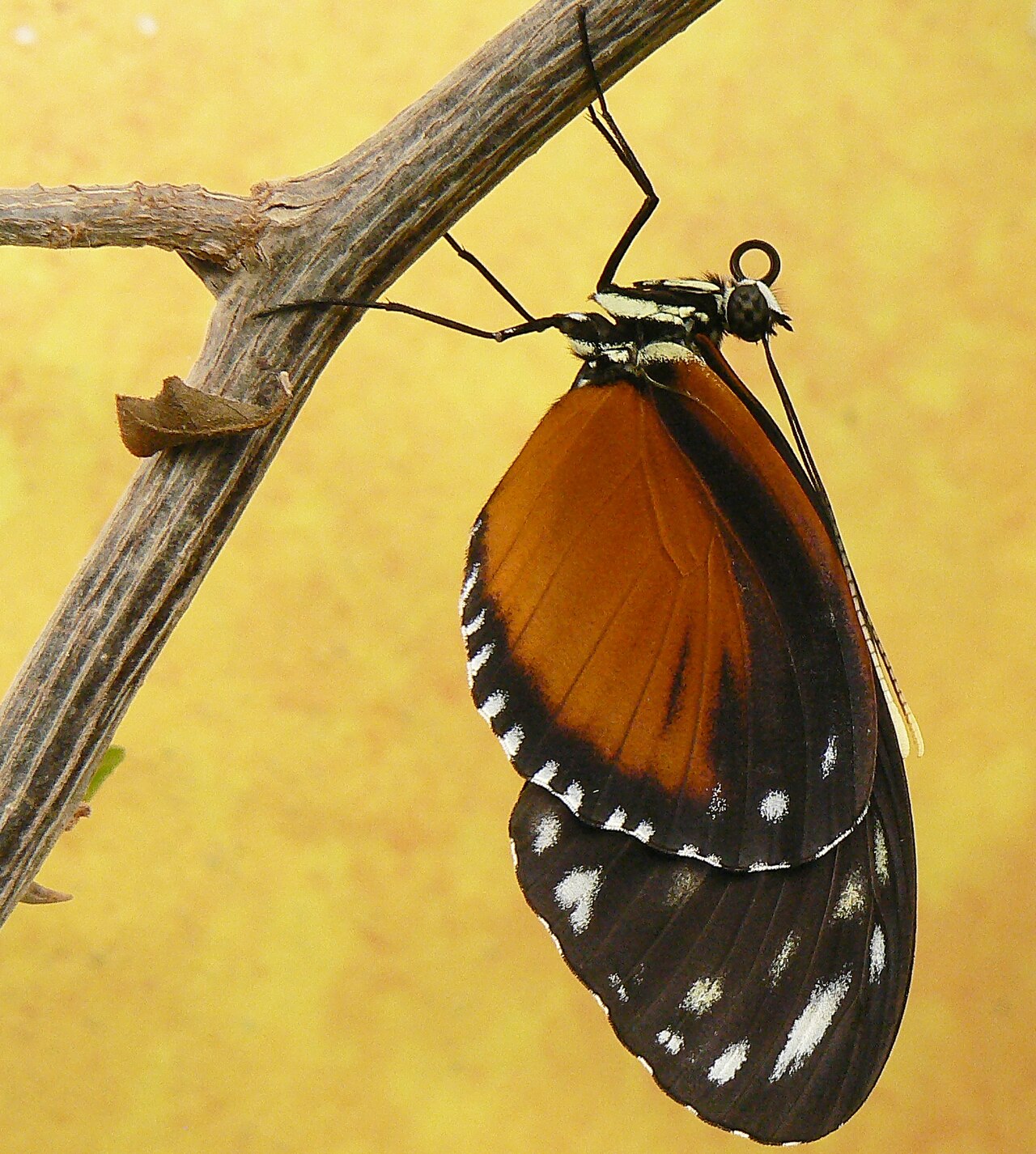 Berkenhof Tropical Zoo (Gewächshäuser des Schmetterlingsgartens), Kwadendamme (Langeweegje), Zeeland — Heliconius sp., butterfly garden Berkenhof, Kwadendamme, the Netherlands.