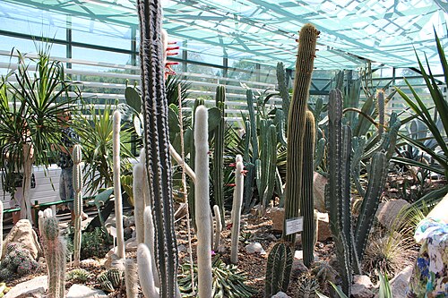 Orangeriekomplex und Glaskuppel des Nationalen Botanischen Gartens Hryshko, Kiew (Petschersk) — Orangeriekomplex und Glaskuppel des Nationalen Botanischen Gartens Hryshko — Ansicht 4