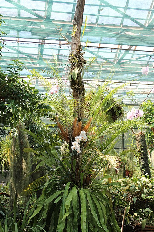 Orangeriekomplex und Glaskuppel des Nationalen Botanischen Gartens Hryshko, Kiew (Petschersk) — This is a photo of a natural heritage site in Ukraine, id: 80-382-5001