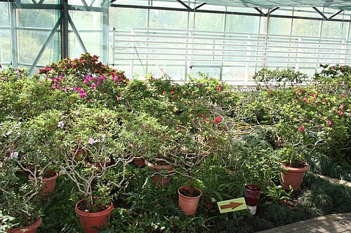 Orangeriekomplex und Glaskuppel des Nationalen Botanischen Gartens Hryshko, Kiew (Petschersk) — Orangeriekomplex und Glaskuppel des Nationalen Botanischen Gartens Hryshko — Ansicht 6