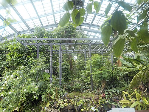 Gewächshaus des Botanischen Gartens Kyoto, Kyoto — grande serre du jardin botanique de Kyoto : intérieur de la serre