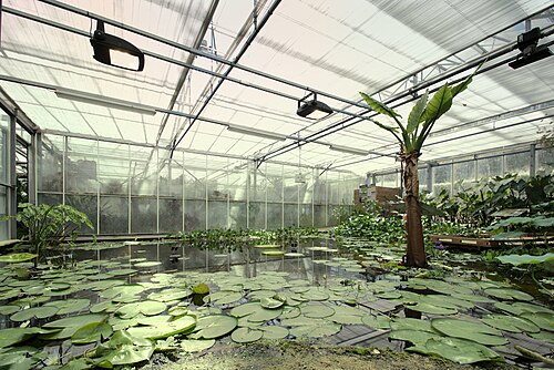 ジャルダン・シュスパンデュ（吊り庭園、サント＝アドレス要塞）のコレクション温室, ル・アーヴル、ノルマンディー — Plantes des serres, les jardins suspendus du Havre