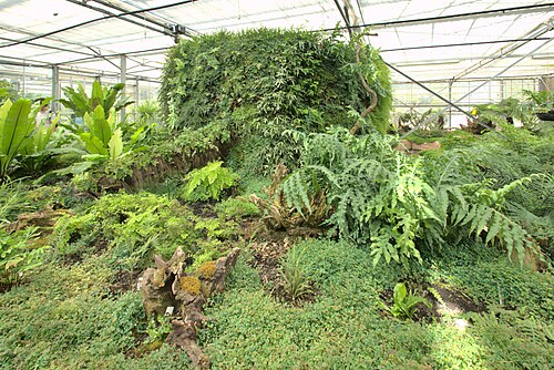 ジャルダン・シュスパンデュ（吊り庭園、サント＝アドレス要塞）のコレクション温室, ル・アーヴル、ノルマンディー — ジャルダン・シュスパンデュ（吊り庭園、サント＝アドレス要塞）のコレクション温室 — 5枚目