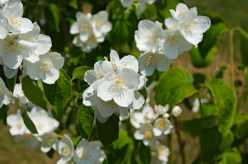 Serres de collection des Jardins suspendus (fort de Sainte-Adresse), Le Havre, Normandie — Fleur de Philadelphus inodorus 'Grandiflorus' du jardin d’Amérique du Nord des Jardins…