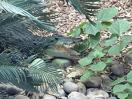 Tropical World (Arnold and Marjorie Ziff Tropical World), Leeds, Yorkshire de l'Ouest — A Morelet's crocodile on exhibit within the swamp-themed butterfly house at Tropical…