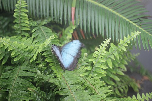 Butterfly Biosphere at Thanksgiving Point (Beverley Taylor Sorenson Butterfly Conservatory), Lehi, Utah — This butterfly was spotted at the Butterfly Biosphere at Thanksgiving Point in Lehi, Utah.