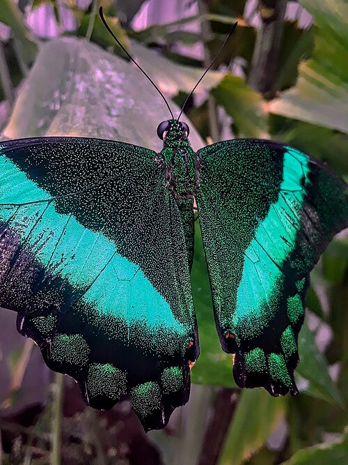 Butterfly Biosphere at Thanksgiving Point (Beverley Taylor Sorenson Butterfly Conservatory), Lehi, Utah — Emerald peacock butterfly (Papilio palinurus)