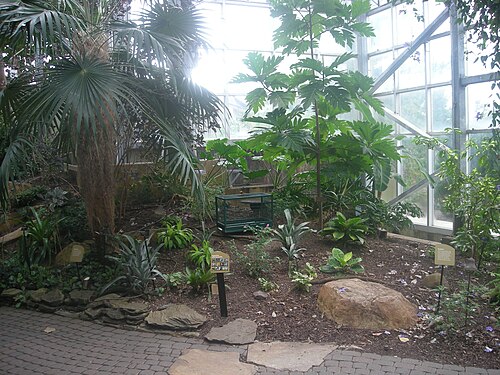 レナ・メイヤー熱帯温室, ミシガン州グランドラピッズ — The interior of the Lena Meijer Tropical Conservatory at the Frederik Meijer Gardens…