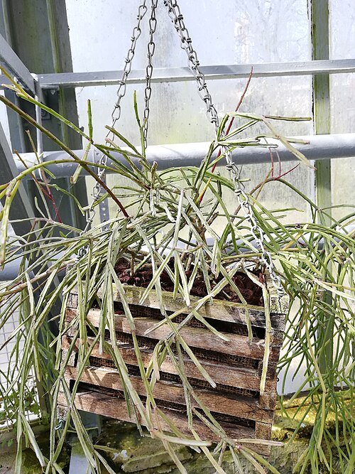 Orangery and glasshouses of the Kruidtuin (Botanic Garden), Leuven, Leuven, Flemish Brabant — Rhipsalis ewaldiana at the Leuven Botanical Garden