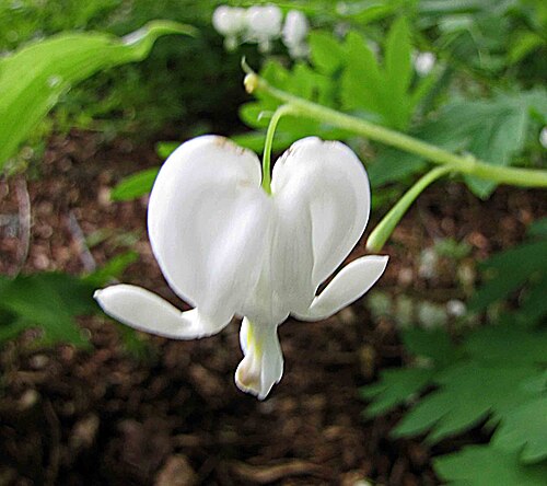 Orangery and glasshouses of the Kruidtuin (Botanic Garden), Leuven, Leuven, Flemish Brabant — Bleeding heart