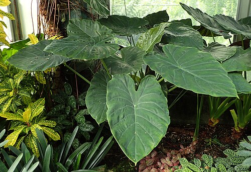 Lincoln Park Conservatory, Chicago, Illinois — Alocasia wentii in Lincoln Park Conservatory, Chicago