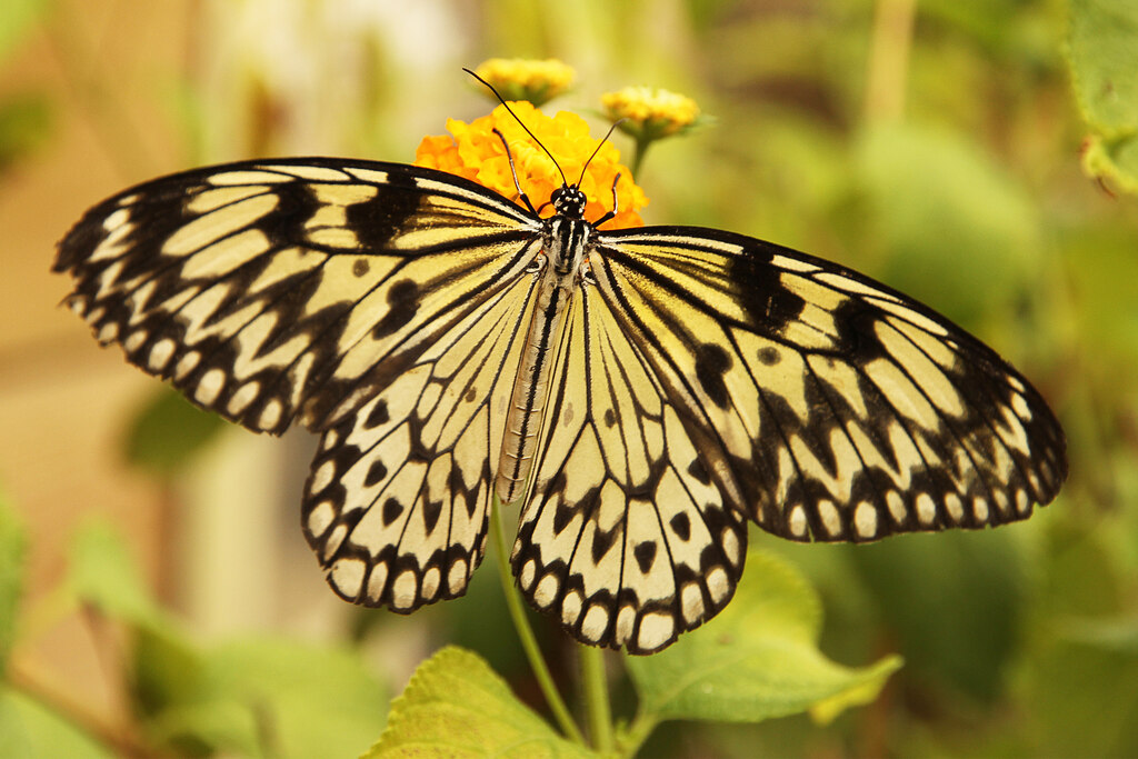 Endeavour Tropical House (ehemaliges Sir Joseph Banks Conservatory), Lincoln Zoo, Newball, bei Langworth, Lincoln (Lincolnshire) — Tropical butterfly