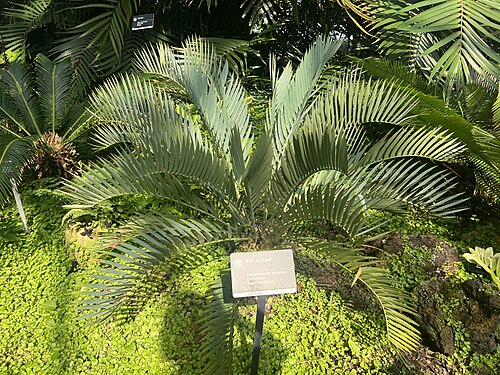 Linnean House, Missouri Botanical Garden, St. Louis, Missouri — Encephalartos princeps in the Climatron at the Missouri Botanical Garden,USA