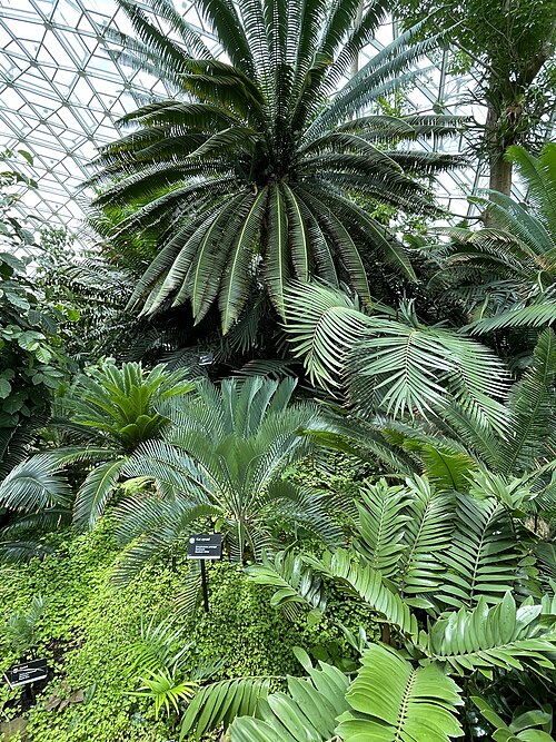Linnean House, Missouri Botanical Garden, St. Louis, Missouri — Tropische Vegetation im Climatron