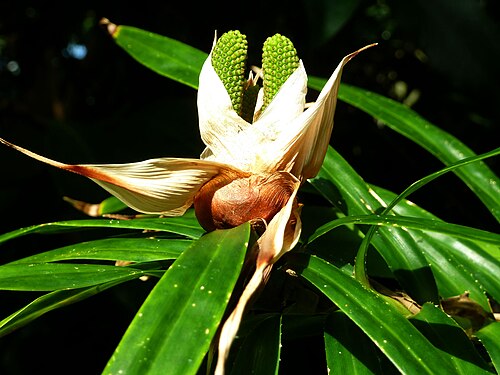 Linnean House, Missouri Botanical Garden, St. Louis, Missouri — Freycinetia multiflora , cultivated, Climatron, Missouri Botanical Garden, St. Louis…