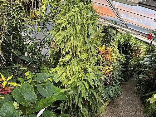 リンツ植物園の温室群（リンツ市植物園）, リンツ、オーバーエスターライヒ — Tropenhaus als Teil der Gewächshausanlage im Botanischen Garten Linz