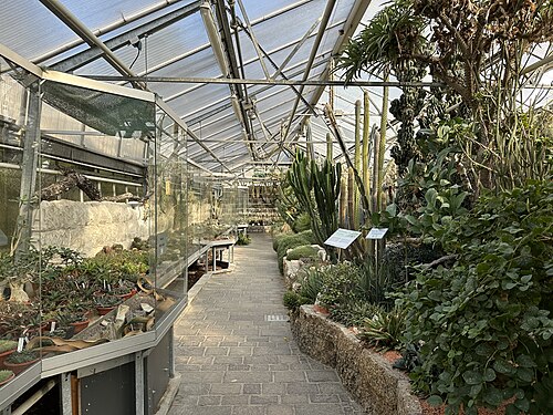 リンツ植物園の温室群（リンツ市植物園）, リンツ、オーバーエスターライヒ — Sukkulentenhaus der Gewächshausanlage im Botanischen Garten Linz