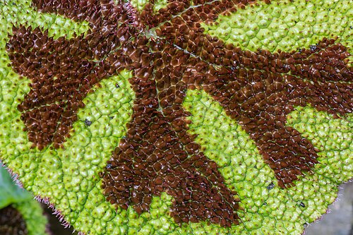Serres du jardin botanique de Linz (Botanischer Garten der Stadt Linz), Linz, Haute-Autriche — Begonia masoniana "Iron Cross" in tropical greenhouse of Botanischer Garten in…