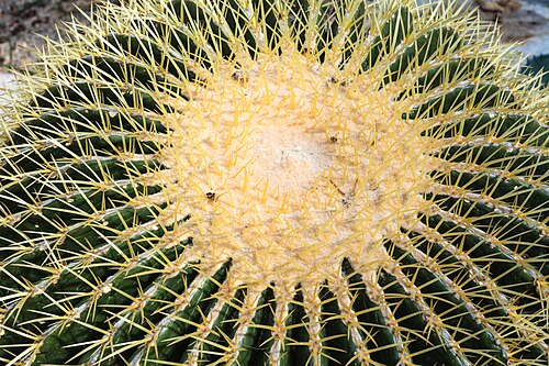 Serres du jardin botanique de Linz (Botanischer Garten der Stadt Linz), Linz, Haute-Autriche — Echinocactus grusonii Hildm. in the greenhouse of the Botanical Garden in Linz / Austria…