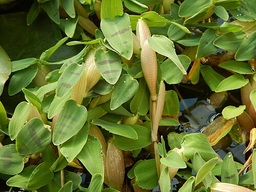 Serres du jardin botanique de Linz (Botanischer Garten der Stadt Linz), Linz, Haute-Autriche — Hygroryza aristata from Botanical Garden Linz/Upper Austria