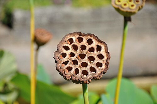 Serres du jardin botanique de Linz (Botanischer Garten der Stadt Linz), Linz, Haute-Autriche — Infructescence of Nelumbo nucifera (indian lotos) in the botanic garden of Linz (Austria).