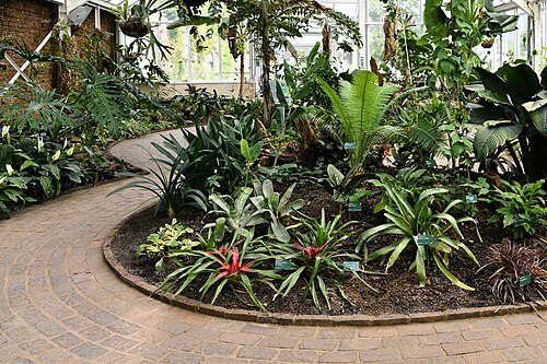 Tropenhaus, National Botanic Garden of Wales, Llanarthne, Carmarthenshire (Wales) — National Botanical Garden of Wales: The Tropical House 3