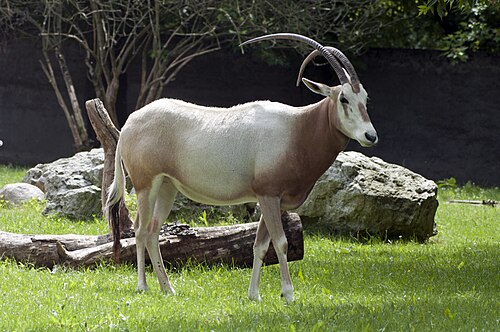 Orientarium du zoo de Łódź (Orientarium Zoo Łódź), Łódź, voïvodie de Łódź — Scimitar oryx
