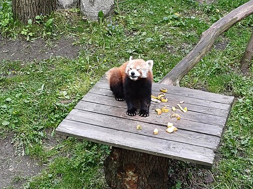 Orientarium du zoo de Łódź (Orientarium Zoo Łódź), Łódź, voïvodie de Łódź — Ailurus fulgens in Łódź Zoo