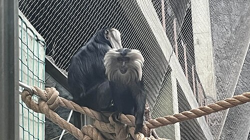 Orientarium du zoo de Łódź (Orientarium Zoo Łódź), Łódź, voïvodie de Łódź — Picture of Macaca silenus, captured in the orientarium zoo in łódź, poland