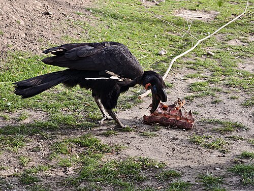Orientarium du zoo de Łódź (Orientarium Zoo Łódź), Łódź, voïvodie de Łódź — Abyssinian ground hornbill (Bucorvus abyssinicus), Orientarium ZOO, Łódź, Poland
