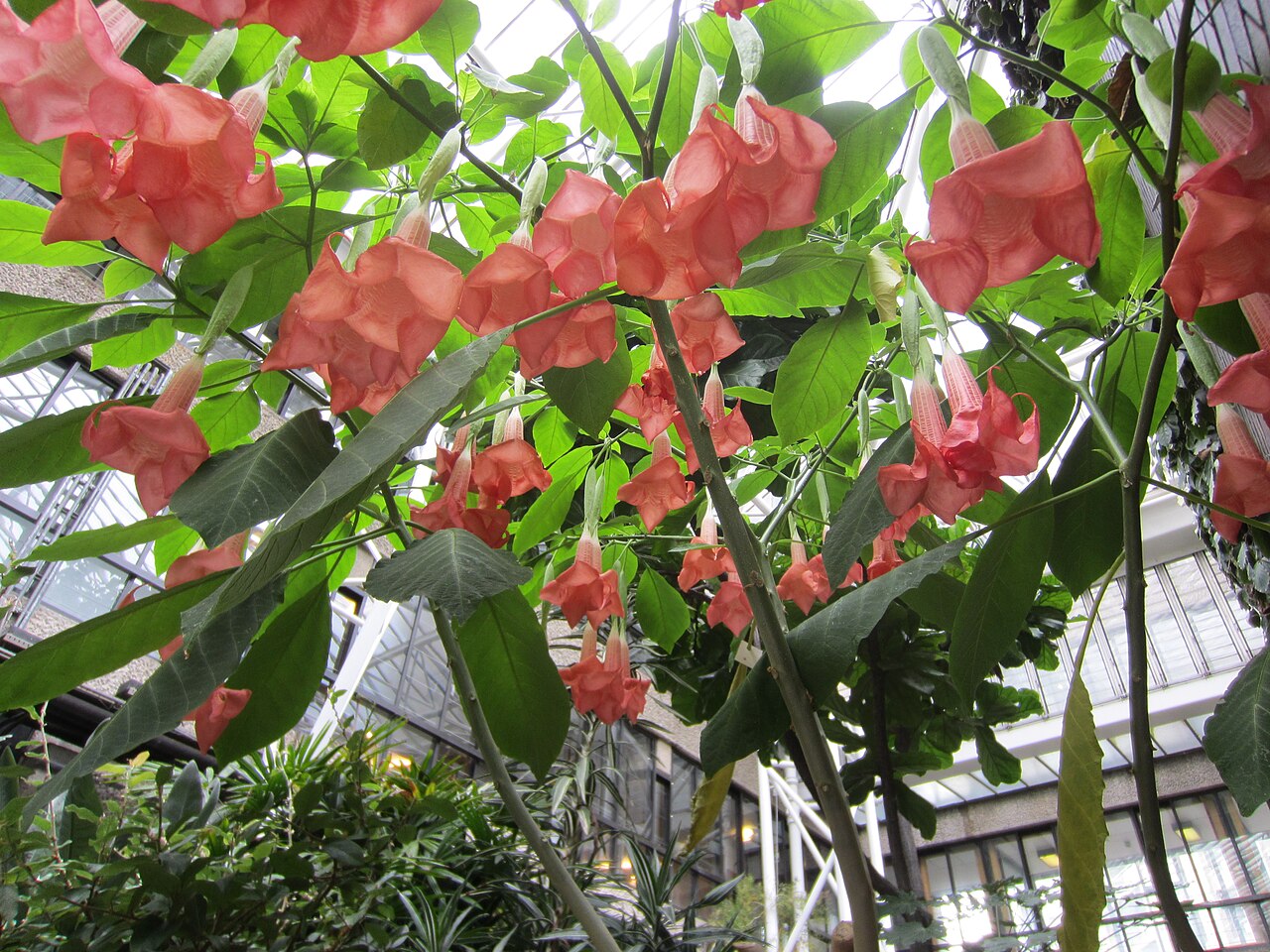 Barbican Conservatory, London, England — Barbican Conservatory, London (2014)