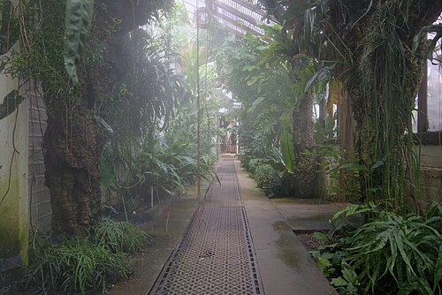 Gewächshäuser, Chelsea Physic Garden, Chelsea, London (Kensington and Chelsea) — Misty glasshouse inside the Garden London.