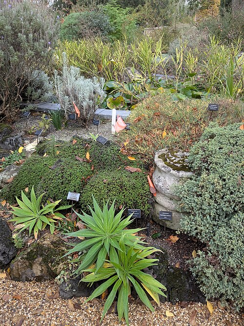 Serres du Chelsea Physic Garden, Chelsea, Londres (Kensington et Chelsea) — photo 3