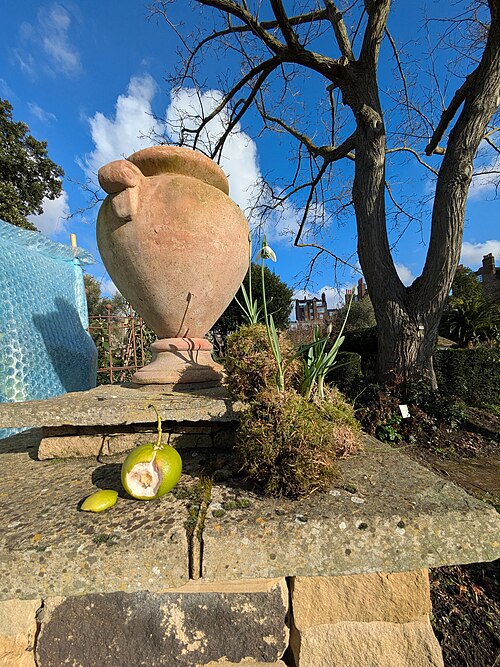Serres du Chelsea Physic Garden, Chelsea, Londres (Kensington et Chelsea) — Chelsea Physic Garden, LGBTQ History Month event.