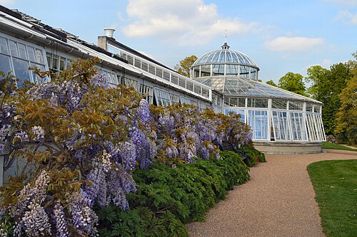 チジック・ハウスのコンサバトリー, チジック、ロンドン（ハウンズロー） — Chiswick House conservatory with Wisteria