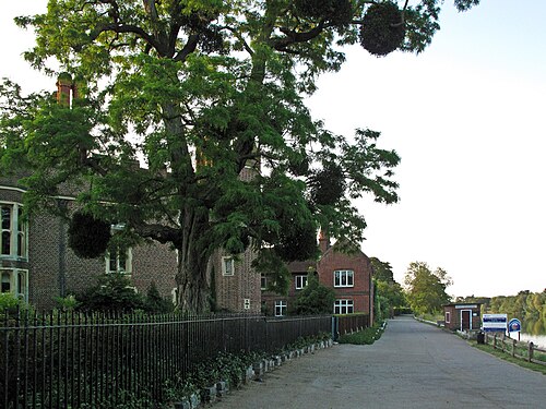 Serre de la Grande Vigne (Great Vine), palais de Hampton Court, Hampton, Londres (Richmond upon Thames) — Palace grounds and riverside path.