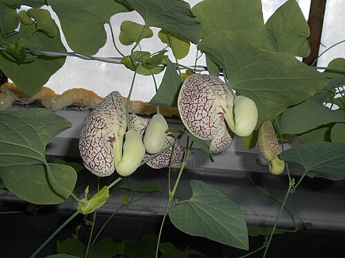 UMCS植物園の温室群（Szklarnie Ogrodu Botanicznego UMCS）, ルブリン県ルブリン — Aristolochia , Ogród Botaniczny UMCS w Lublinie
