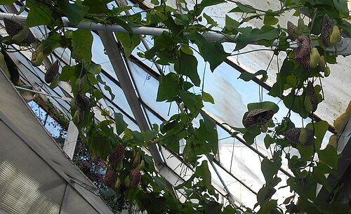 UMCS植物園の温室群（Szklarnie Ogrodu Botanicznego UMCS）, ルブリン県ルブリン — UMCS植物園の温室群（Szklarnie Ogrodu Botanicznego UMCS） — 2枚目