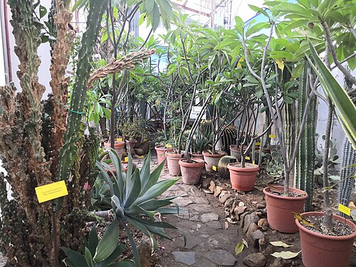 Gewächshäuser des Orto botanico comunale von Lucca (serre antiche von 1826 und moderne Gewächshäuser), Lucca, Toskana — Gewächshäuser des Orto botanico comunale von Lucca — Ansicht 3