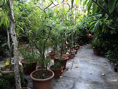 Gewächshäuser des Orto botanico comunale von Lucca (serre antiche von 1826 und moderne Gewächshäuser), Lucca, Toskana — Gewächshäuser des Orto botanico comunale von Lucca — Ansicht 4