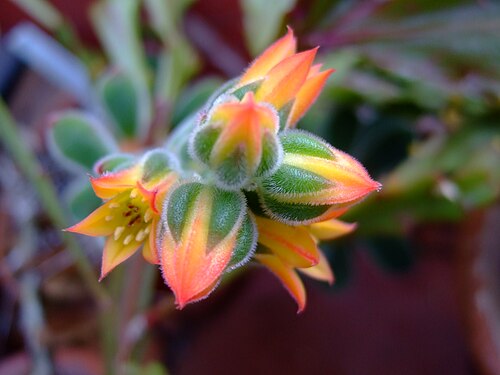 Lyman Plant House & Conservatory, Northampton, Massachusetts — Buds and blossoms on Echeveria pulvinata in the greenhouse of Smith College 's botanical…