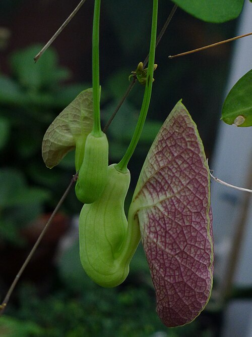 Lyman Plant House & Conservatory, Northampton, Massachusetts — Smith College Botanic Garden greenhouse.
